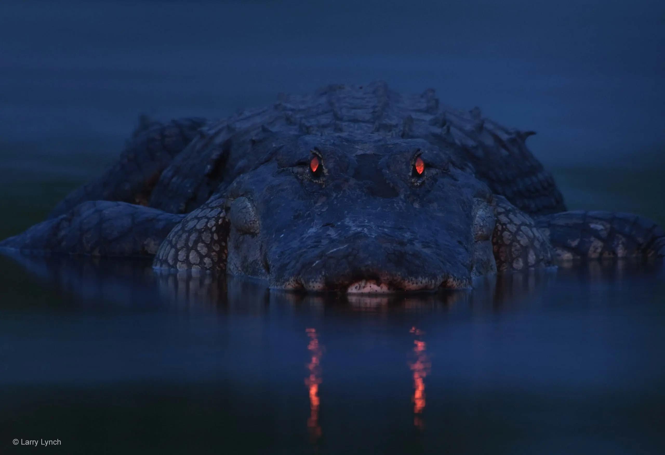 the secret-lives-of-louisiana-swamp-critters-after-dark blog image