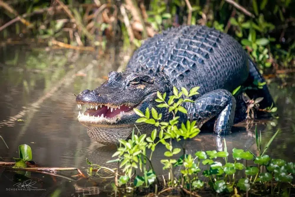 super bowl-visitors-experience-the-swamp-in-perfect-weather blog image
