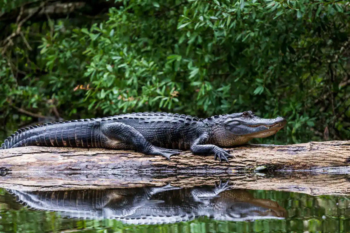 Alligator on a log in Honey Island Swamp during a Cajun Encounters swamp tour