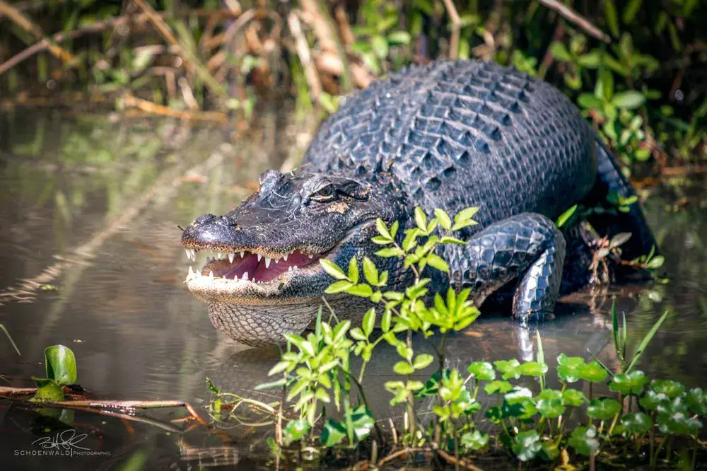Alligator in Honey Island Swamp water on a Cajun Encounters swamp tour