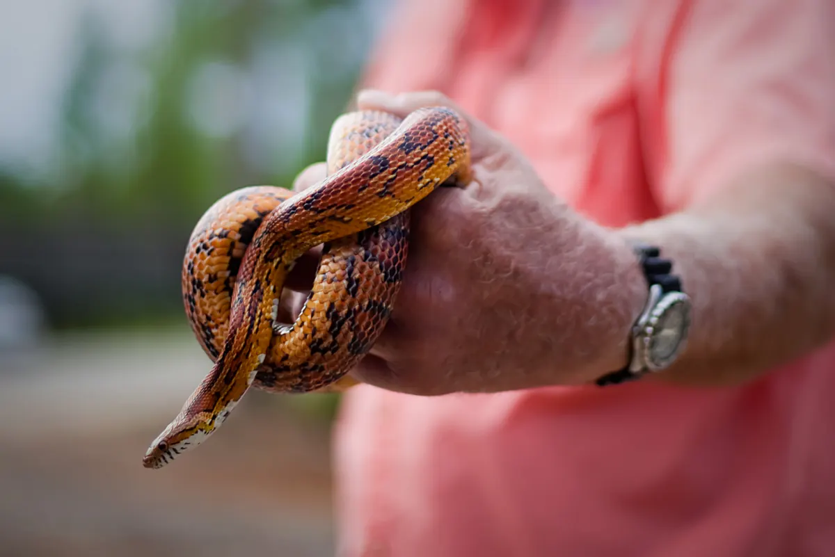 Corn snake in Honey Island Swamp on a Cajun Encounters swamp tour
