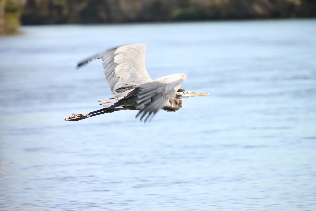 Heron flying over Honey Island Swamp on a Cajun Encounters swamp tour