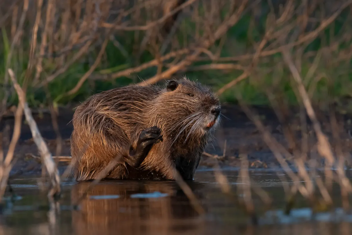 Nutria in Honey Island Swamp shallows on a Cajun Encounters swamp tour