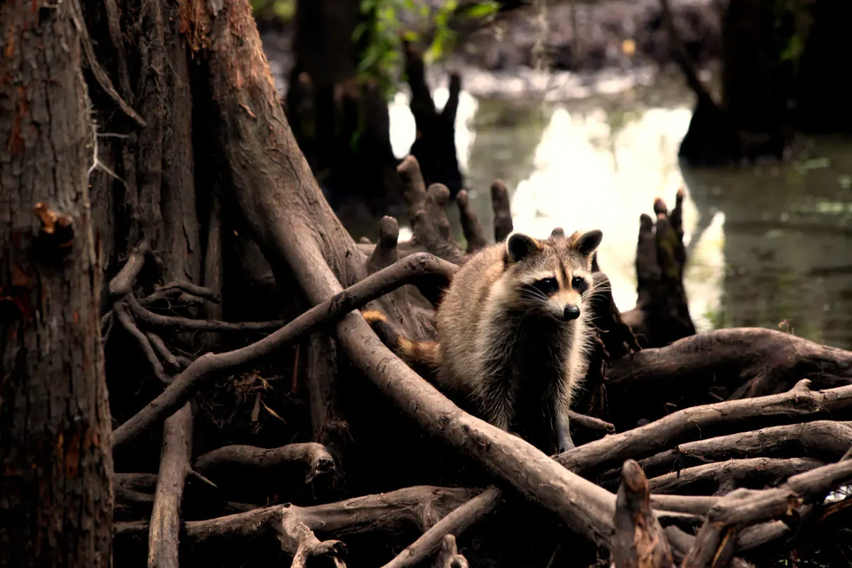 Raccoon among cypress roots in Honey Island Swamp on a Cajun Encounters swamp tour