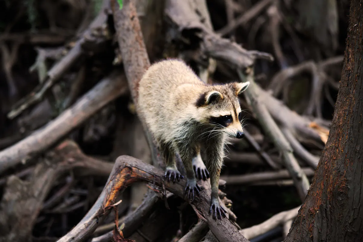 Raccoon in Honey Island Swamp tree roots on a Cajun Encounters swamp tour