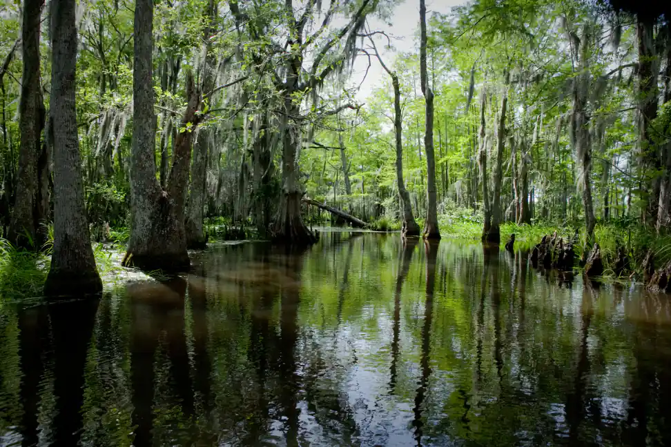 Cypress reflections in Honey Island Swamp on a Cajun Encounters swamp tour