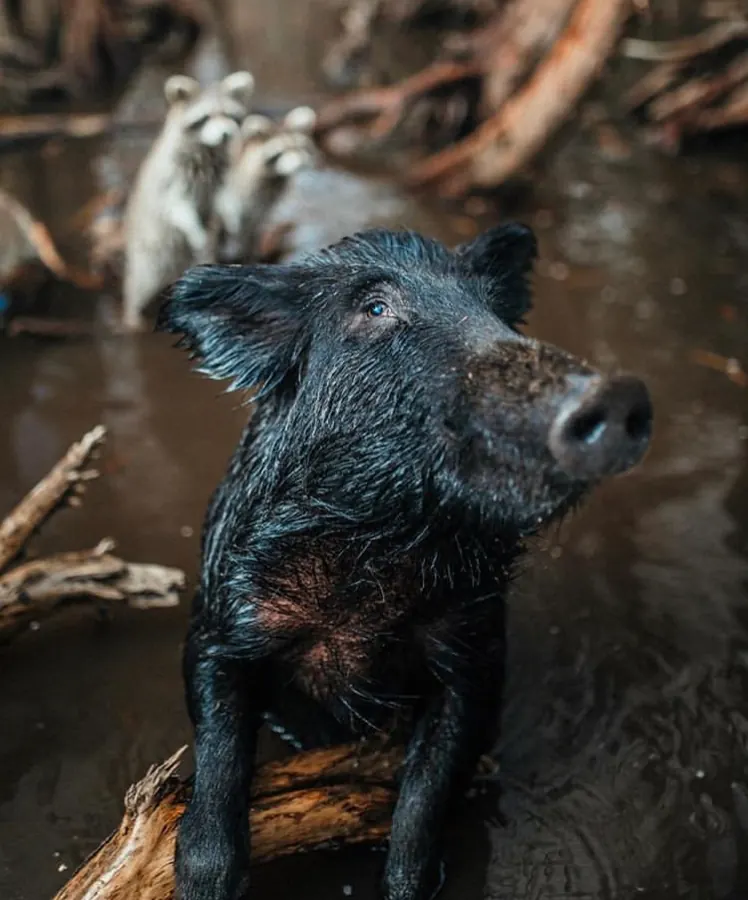 Wild boar emerging in Honey Island Swamp on a Cajun Encounters swamp tour