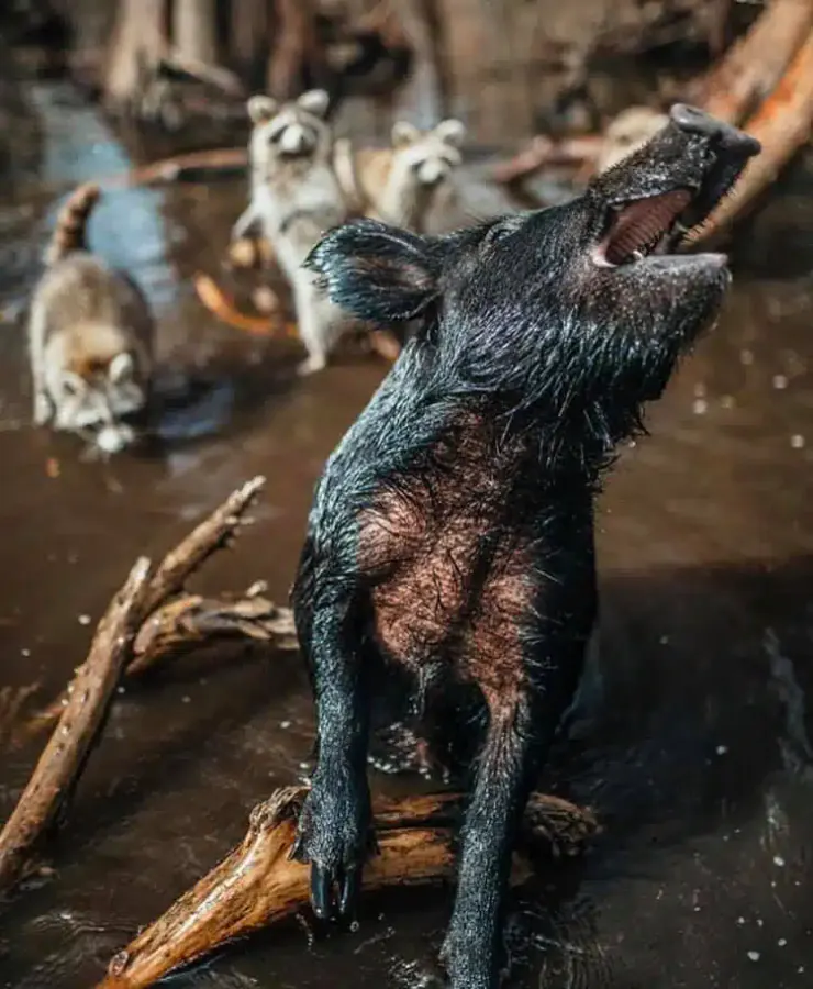 Wild boar in Honey Island Swamp on a Cajun Encounters swamp tour