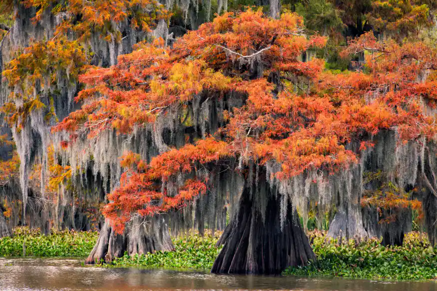 Fall colors in Honey Island Swamp Louisiana
