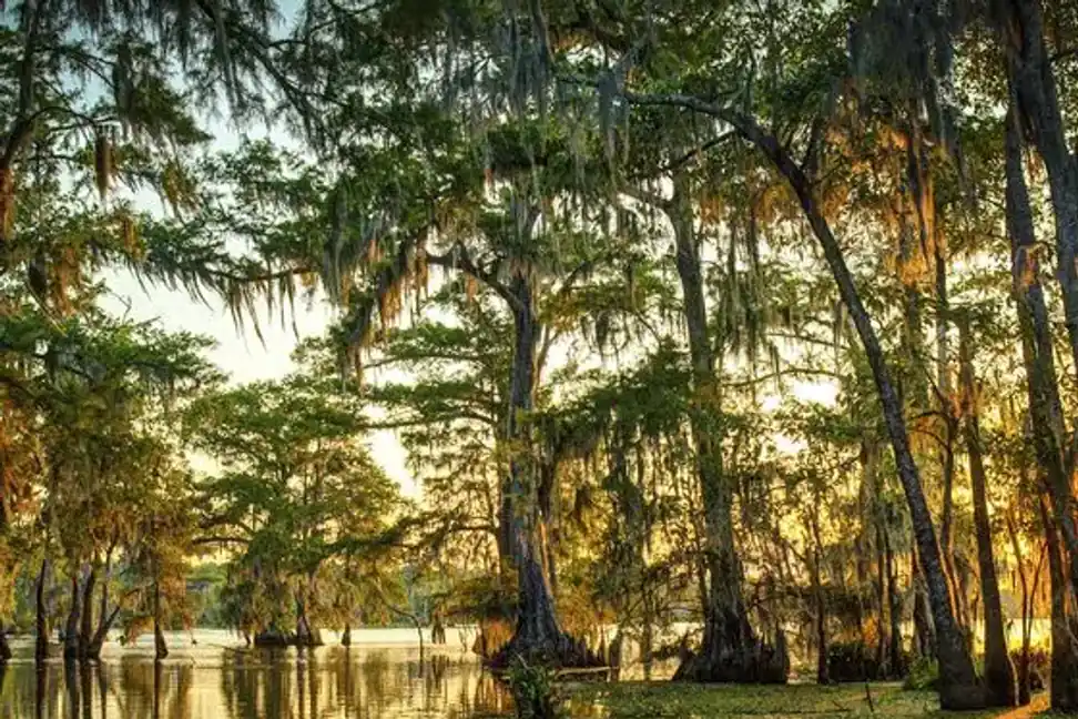 Sunset swamp tour through Honey Island Louisiana bayou