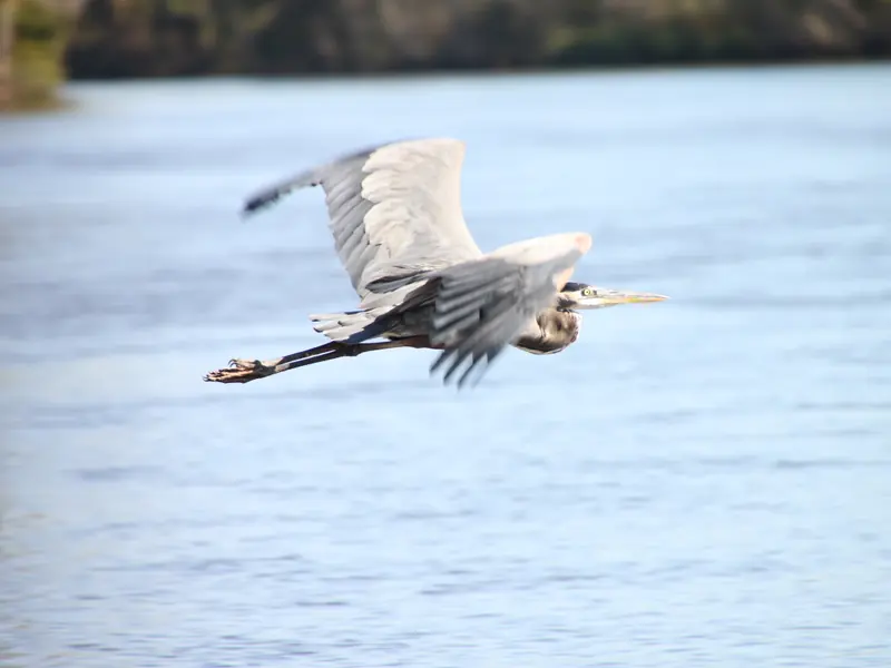 Winter bird watching at Honey Island Swamp