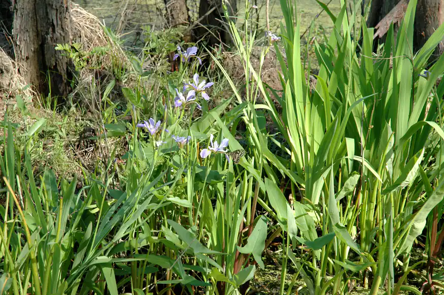 Purple irises in Honey Island Swamp on a Cajun Encounters swamp tour