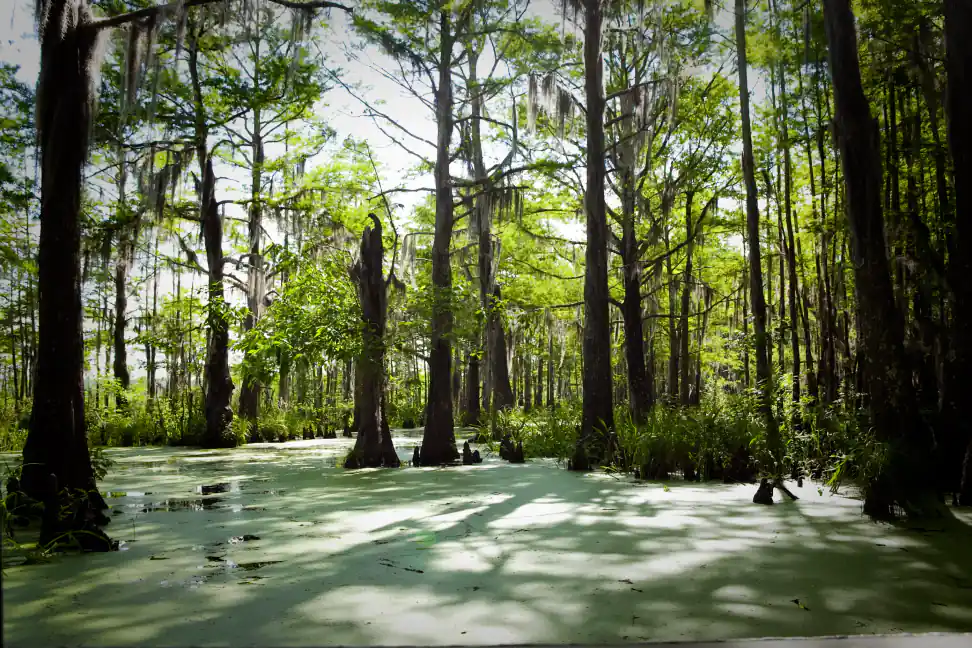 Bald cypress trees draped in Spanish moss at Honey Island Swamp Louisiana
