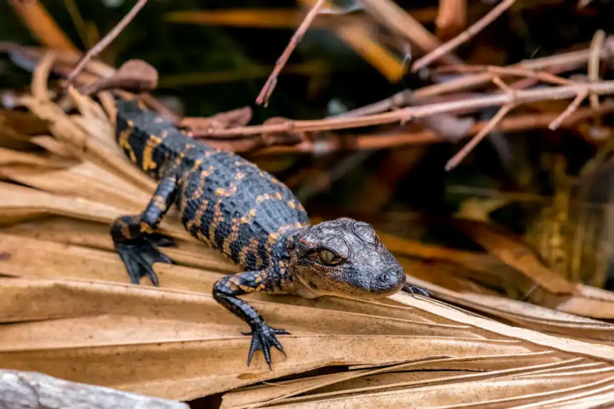 Baby alligators in spring at Honey Island Swamp