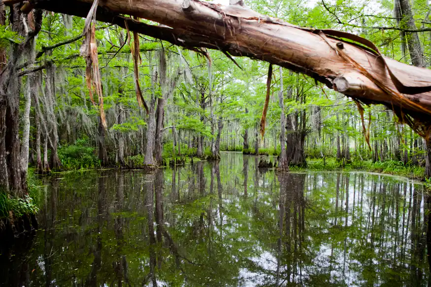 VIP cypress reflections in Honey Island Swamp on a Cajun Encounters swamp tour
