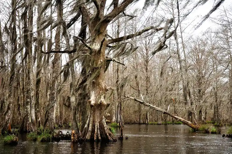 The legendary Whiskey Tree at Honey Island Swamp — Prohibition-era hiding spot