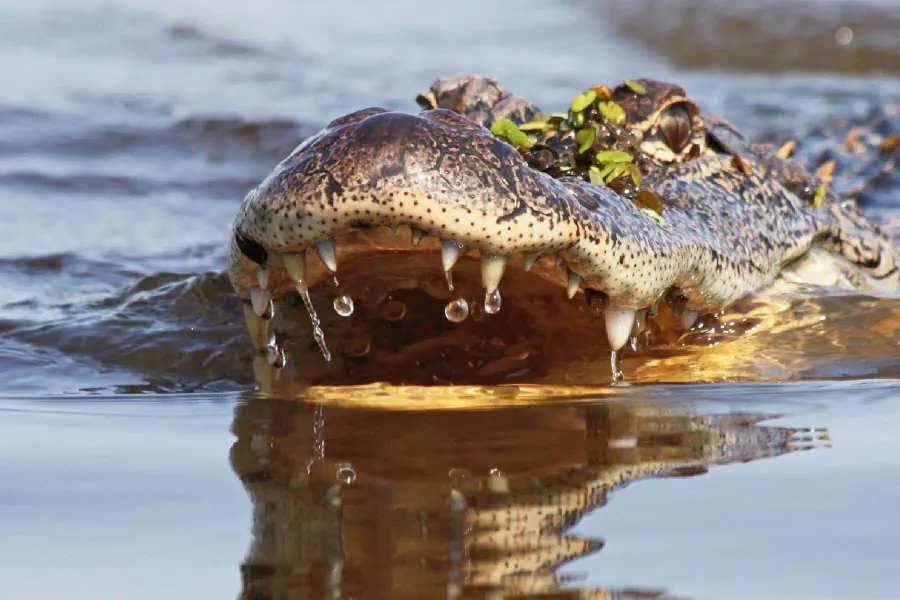 American alligator spotted on Original Swamp Tour through Honey Island Swamp