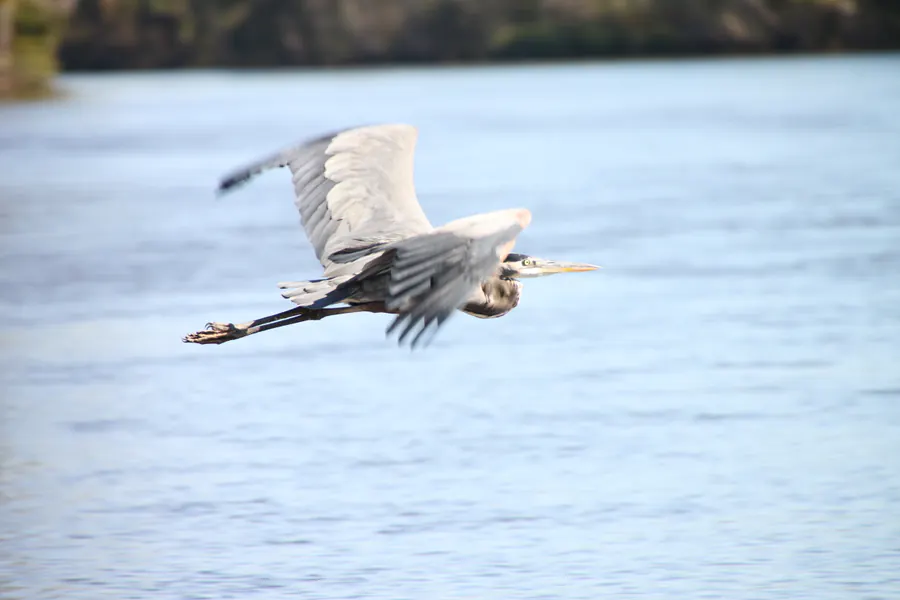 Great blue heron at Honey Island Swamp wildlife preserve