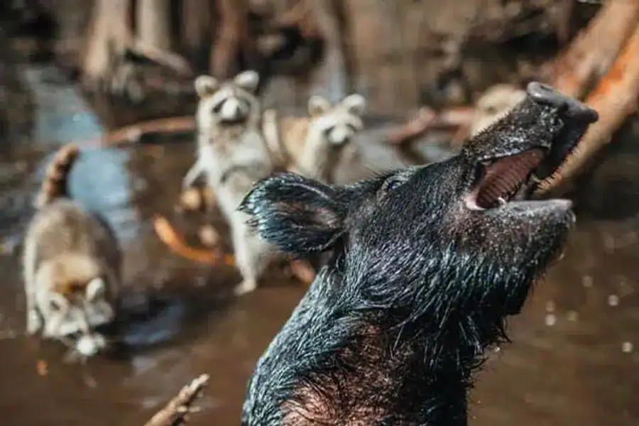 Wild boar sighted during Cajun Encounters swamp tour