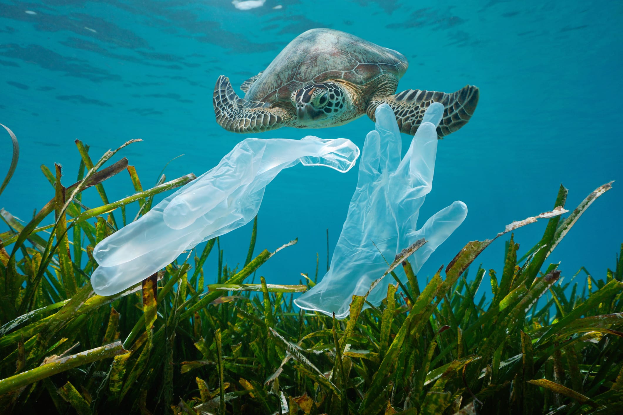 endangered louisiana species turtle in polluted water
