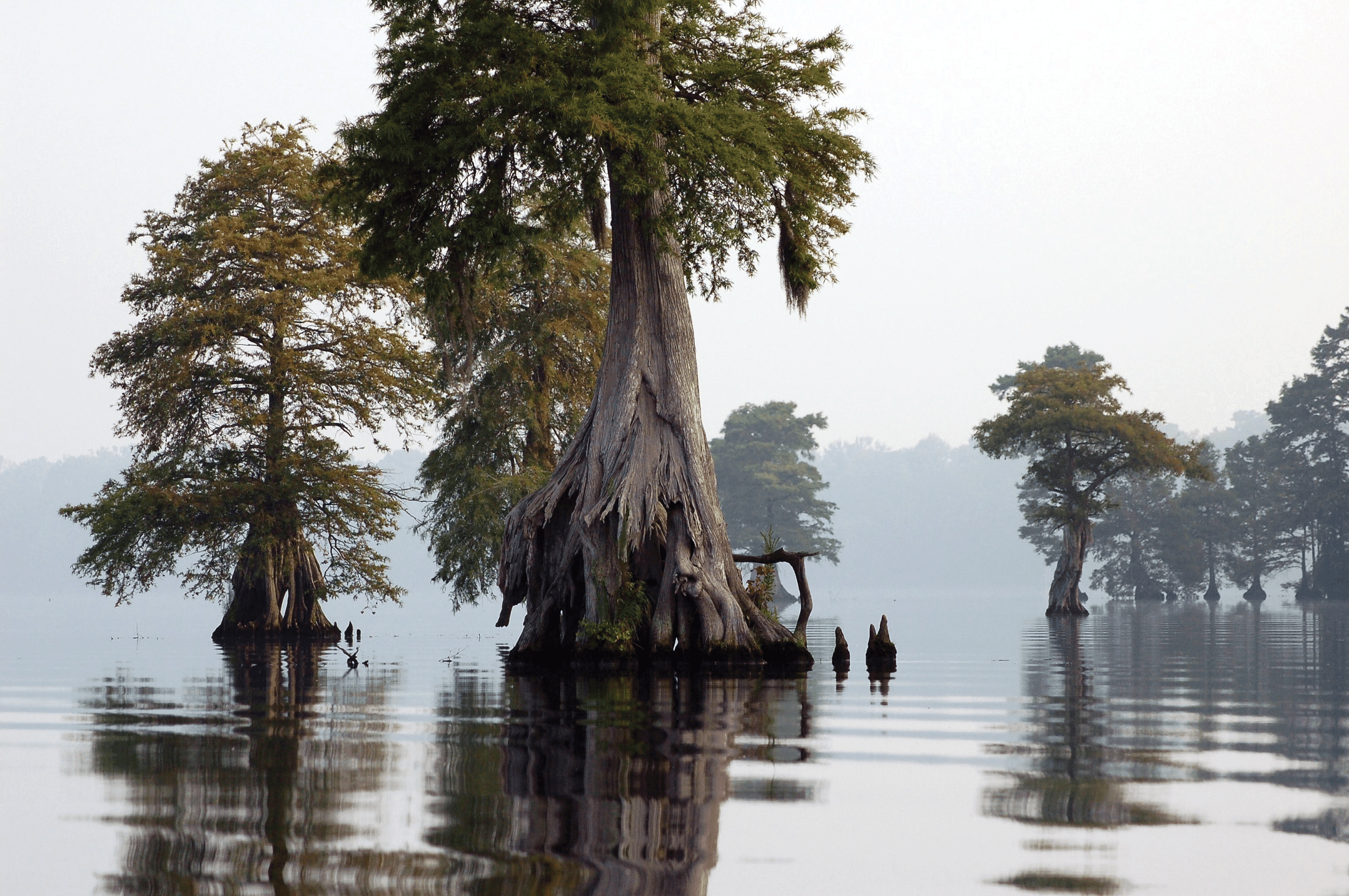 swamp scenery during daylight on New Orleans group tours by Cajun Encounters