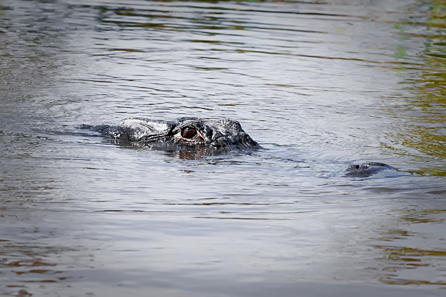 Alligator during a New Orleans Swamp Tour in Winter