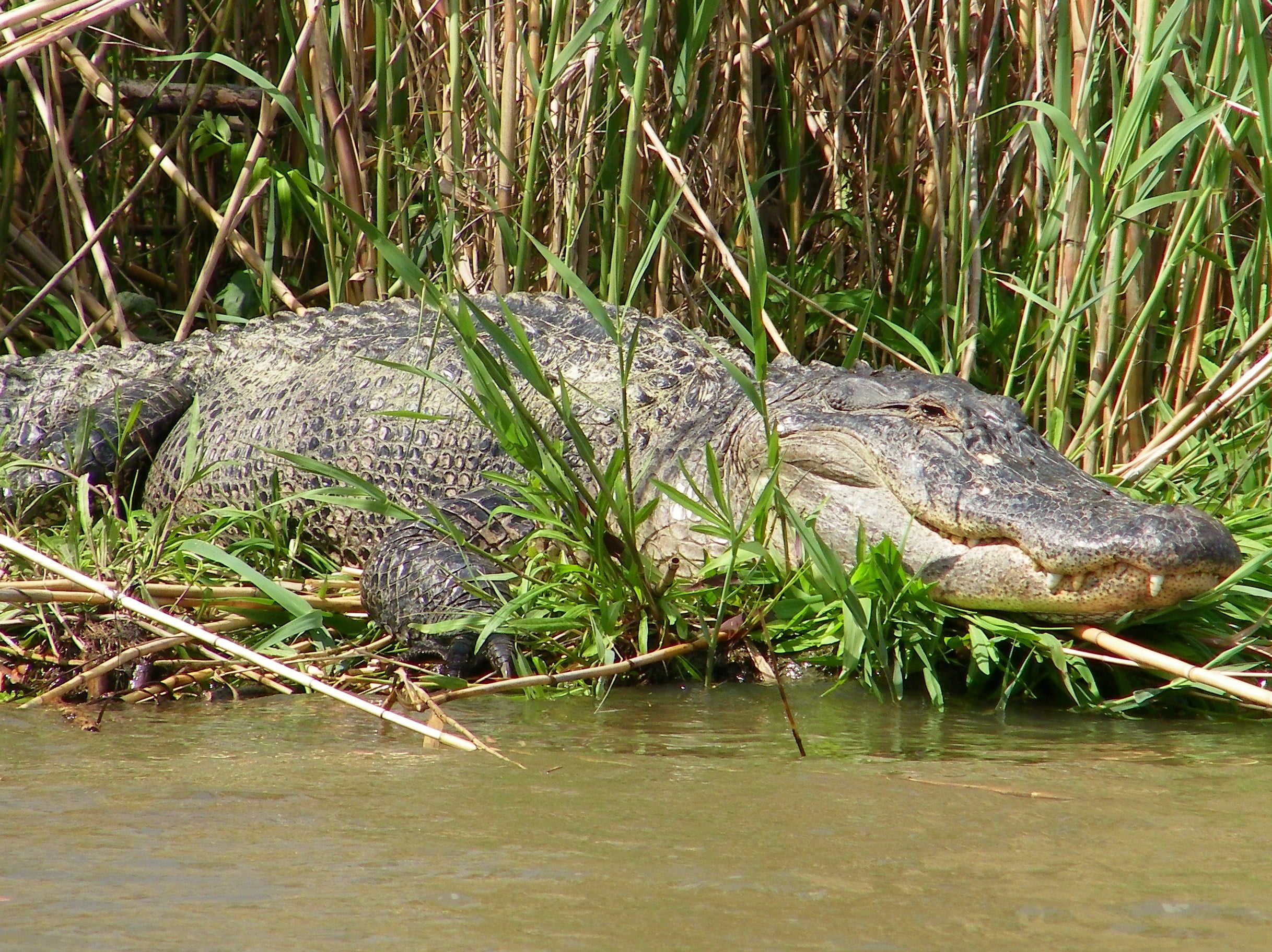 New Orleans swamp boat tour alligator resting on the banks of the Mississippi River