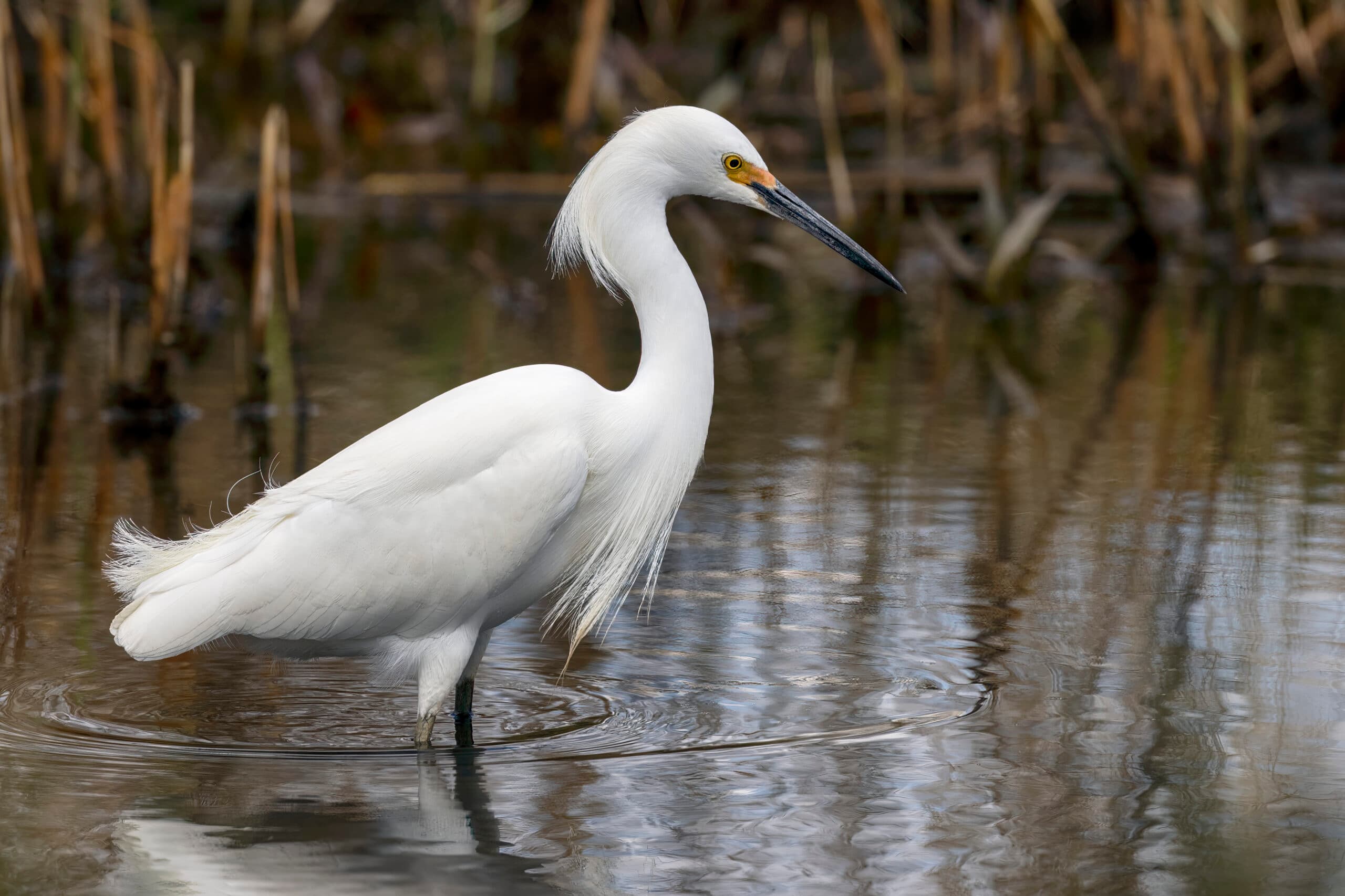 A snowy egret standing in dark, muddy water.