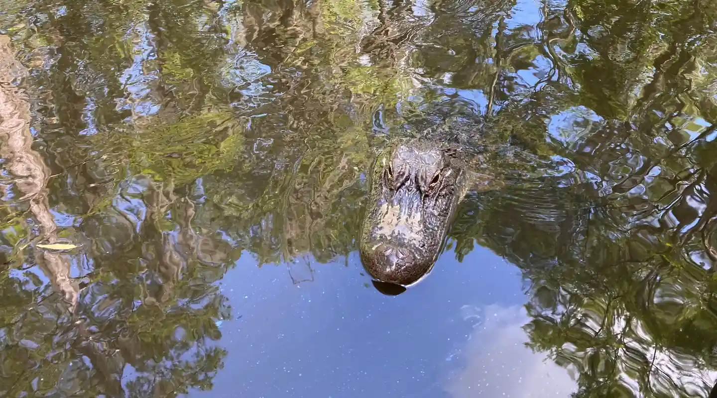 Alligator in Honey Island Swamp near Slidell Louisiana on Cajun Encounters swamp tour